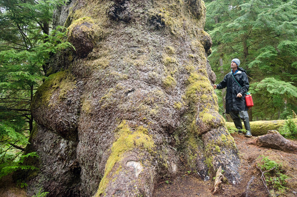 Dave Quinn stands beside a giant tree near the Windy Bay village site.